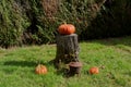 Organic pumpkin for Halloween on cut tree trunk Royalty Free Stock Photo