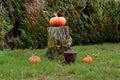 Organic pumpkin for Halloween on cut tree trunk Royalty Free Stock Photo
