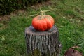 Organic pumpkin for Halloween on cut tree trunk Royalty Free Stock Photo