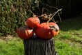 Organic pumpkin for Halloween on cut tree trunk Royalty Free Stock Photo