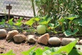 Organic pumpkin growing on the vine Royalty Free Stock Photo