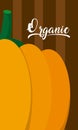 Organic pumpking vegetable