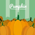 Organic pumpking vegetable