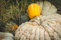 Organic pumpkins in a farm Royalty Free Stock Photo