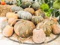 Organic pumpkins Royalty Free Stock Photo