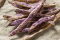 Organic Purple Dragon Tongue Beans Royalty Free Stock Photo