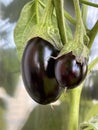 Organic purple eggplants. Ripe eggplants growing in the vegetable garden
