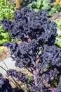 Organic purple kale Royalty Free Stock Photo