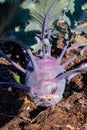 Organic purple kohlrabi cabbage growing in garden ready to harvest Royalty Free Stock Photo