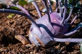 Organic purple kohlrabi cabbage growing in garden ready to harvest Royalty Free Stock Photo