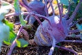 Organic purple kohlrabi cabbage growing in garden ready to harvest Royalty Free Stock Photo