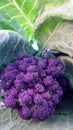 Organic purple sprouting broccoli and cabbage Royalty Free Stock Photo