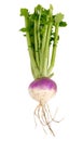 Organic purple top turnip Royalty Free Stock Photo