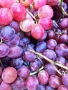 Organic purpple grapes