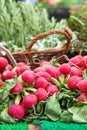 Organic radish Royalty Free Stock Photo
