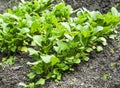 Organic radish rows seedling growing in the vegetable garden Royalty Free Stock Photo