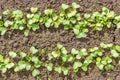 Organic radish seedlings in the vegetable garden. Healthy vegetarian food from your own garden. Planting vegetables in spring Royalty Free Stock Photo