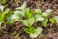 Organic radish seedlings in the vegetable garden. Healthy vegetarian food from your own garden. Planting vegetables in spring Royalty Free Stock Photo