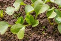 Organic radish seedlings in the vegetable garden.Healthy vegetarian food from your own garden. Planting vegetables in spring Royalty Free Stock Photo