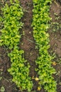 Organic radish seedlings in the vegetable garden Royalty Free Stock Photo