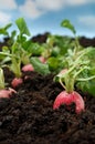 Organic radish vegetable Royalty Free Stock Photo
