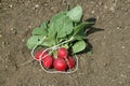 Organic radishes in a vegetable garden