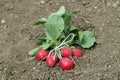 Organic radishes in a vegetable garden