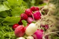 Organic Radishes