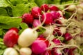 Organic Radishes