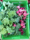 Organic radishes in a produce crate