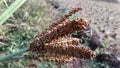 Organic Ragi (Finger Millet), Whole Grain