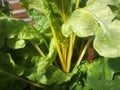 Organic Rainbow Swiss Chard