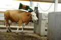 Organic raised cow in full brushing process. Industrial cattle brushing plant.