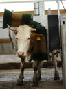 Organic raised cow in full brushing process. Industrial cattle brushing plant.