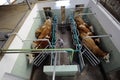 Organic raised cow in full brushing process. Industrial cattle brushing plant.