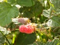 Organic Raspberries in English Country Garden Royalty Free Stock Photo