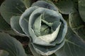 Organic and raw cabbage head from the garden Royalty Free Stock Photo