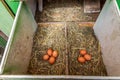 Organic raw chicken eggs in a nest at chicken coop, local farm, henhouse Royalty Free Stock Photo