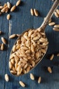 Organic Raw Farro Grain Royalty Free Stock Photo