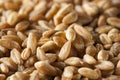Organic Raw Farro Grain Royalty Free Stock Photo