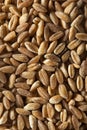 Organic Raw Farro Grain Royalty Free Stock Photo
