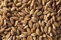 Organic Raw Farro Grain Royalty Free Stock Photo