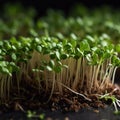 Organic raw food.Microgreens.Generated by AI