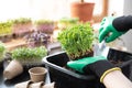 Organic raw food - women holding peas with soil roots and sprouts in her hand near a window and digging with a showel. At home Royalty Free Stock Photo