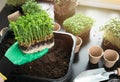 Organic raw food - women holding peas with soil roots and sprouts in her hand near a window. At home gardening concept Royalty Free Stock Photo