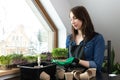 Organic raw food - women holding peas with soil roots and sprouts in her hand near a window while sitting by a table with Royalty Free Stock Photo