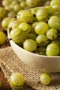 Organic Raw Green Gooseberries Royalty Free Stock Photo