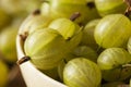 Organic Raw Green Gooseberries Royalty Free Stock Photo