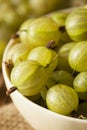 Organic Raw Green Gooseberries Royalty Free Stock Photo