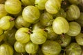 Organic Raw Green Gooseberries Royalty Free Stock Photo